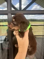 Neon girl, a female Miniature Dachshund for sale in Canton, TX – 2 of 4