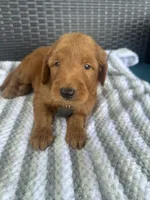 F1 standard, a male Goldendoodle for sale in Canton, TX – 7 of 7