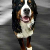 Holly, a female Bernese Mountain Dog for sale in Canton, TX – Photo 4 of 5
