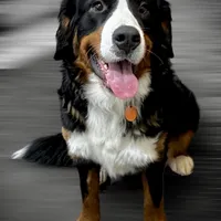 Holly, a female Bernese Mountain Dog for sale in Canton, TX – Photo 2 of 5