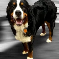 Holly, a female Bernese Mountain Dog for sale in Canton, TX – Photo 1 of 5