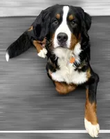 processed/cb2c70e7-b31f-47c3-82d4-da92c07eecb3/listing/4bc8898b-aaa7-496d-b33c-4198923dafed/6d828609-21d2-4fe7-88a2-3c609134225d