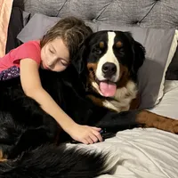 Holly, a female Bernese Mountain Dog for sale in Canton, TX – Photo 5 of 5