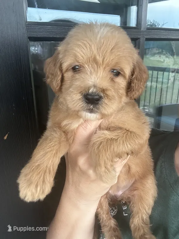 teal collar- cream goldendoodle  – Goldendoodle puppy for sale in Canton, TX