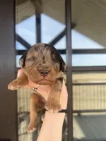 Phantom merle, a male Bernedoodle and Miniature Bernedoodle for sale in Canton, TX – Photo 1 of 6