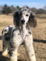 Phantom merle, a male Bernedoodle and Miniature Bernedoodle for sale in Canton, TX – Photo 3 of 6