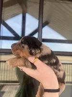 Phantom merle, a male Bernedoodle and Miniature Bernedoodle for sale in Canton, TX – Photo 2 of 6