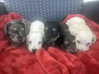 Darker cream AKC LH, a female Miniature Dachshund for sale in Canton, TX – 7 of 7