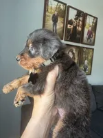 Merle medium F1b - black collar , a male Bernedoodle for sale in Canton, TX – 3 of 4