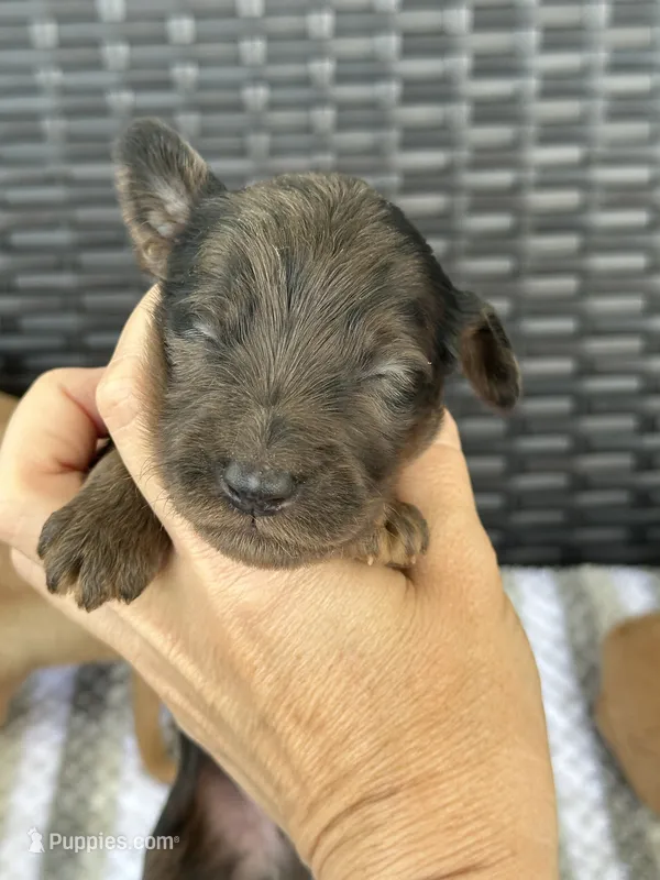 F1b merle  – Goldendoodle puppy for sale in Canton, TX