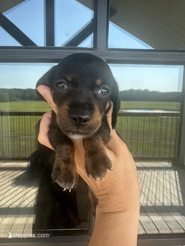 Black/tan – Miniature Dachshund puppy for sale in Canton, TX