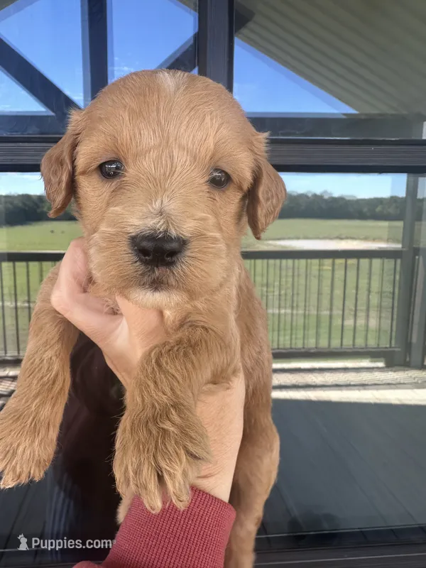 F1 girlie English cream – Goldendoodle puppy for sale in Canton, TX
