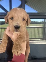 F1 girlie English cream, a female Goldendoodle for sale in Canton, TX – 1 of 2