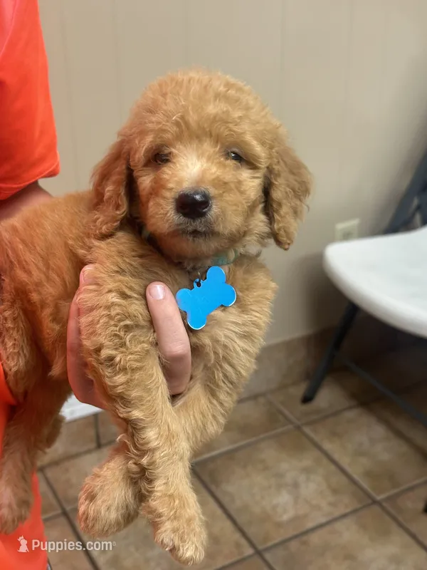 F1b medium girl – Goldendoodle puppy for sale in Canton, TX