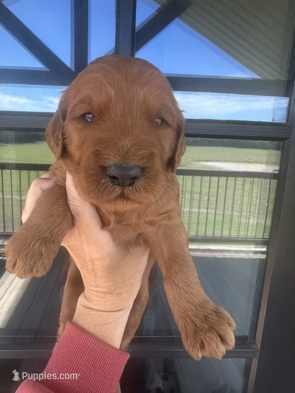 Red f1 boy – Goldendoodle puppy for sale in Canton, TX