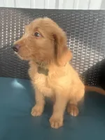 Green, a male Goldendoodle for sale in Canton, TX – 3 of 3