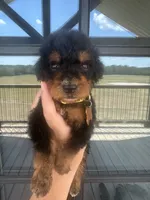 Little yellow collar , a male Bernedoodle for sale in Canton, TX – 4 of 4