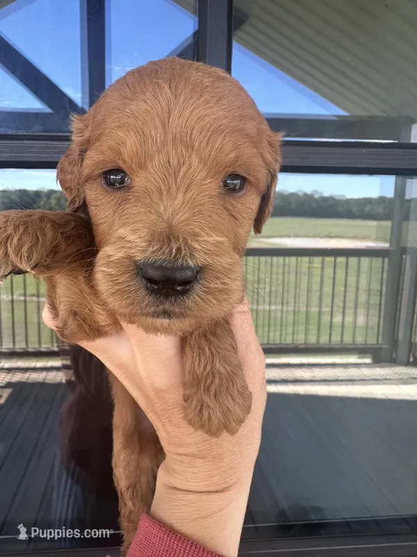 Boy f1 goldendoodles  – Goldendoodle puppy for sale in Canton, TX