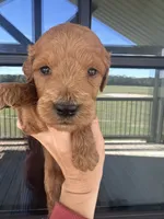 Boy f1 goldendoodles , a male Goldendoodle for sale in Canton, TX – 1 of 2