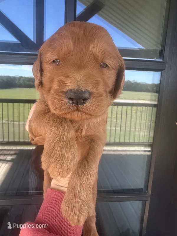 Red goldendoodle  – Goldendoodle puppy for sale in Canton, TX