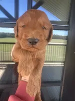 Red goldendoodle , a male Goldendoodle for sale in Canton, TX – 1 of 2