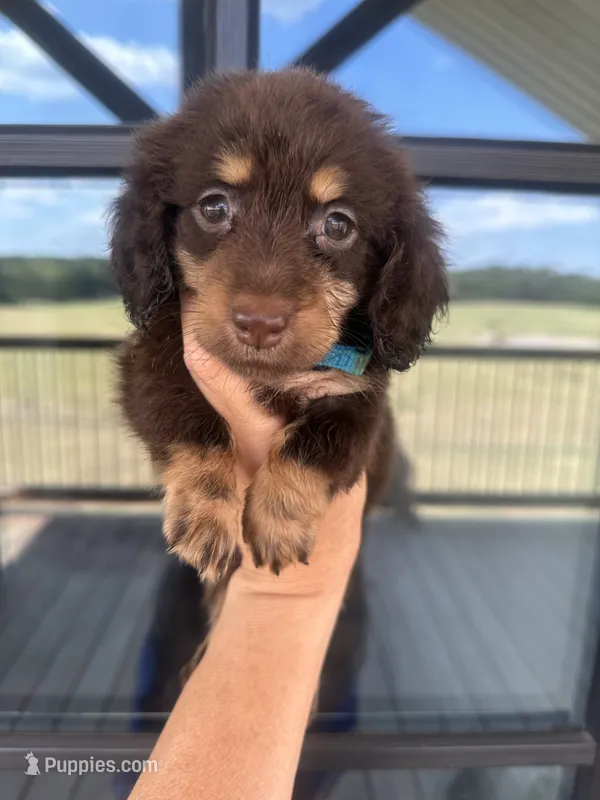 Teal girl – Miniature Dachshund puppy for sale in Canton, TX