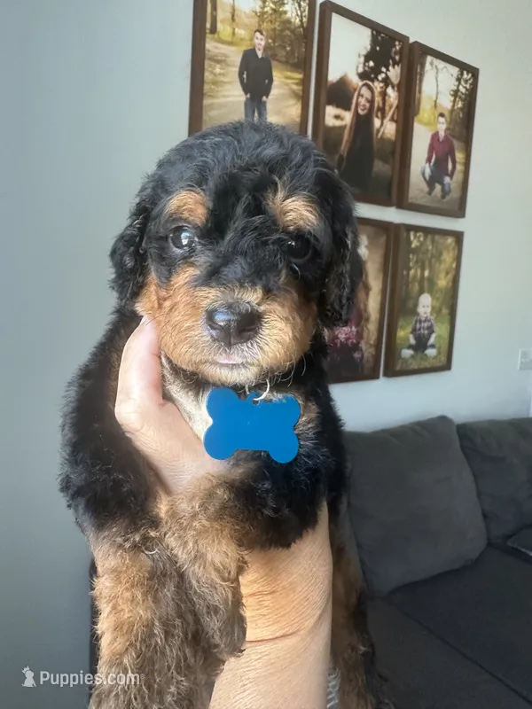 Teal - medium f1b – Bernedoodle puppy for sale in Canton, TX