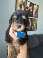 Teal - medium f1b, a female Bernedoodle for sale in Canton, TX – 1 of 4
