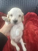 Cream AKC LH, a female Miniature Dachshund for sale in Canton, TX – 5 of 5