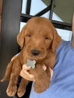 F1 standard, a male Goldendoodle for sale in Canton, TX – 6 of 7