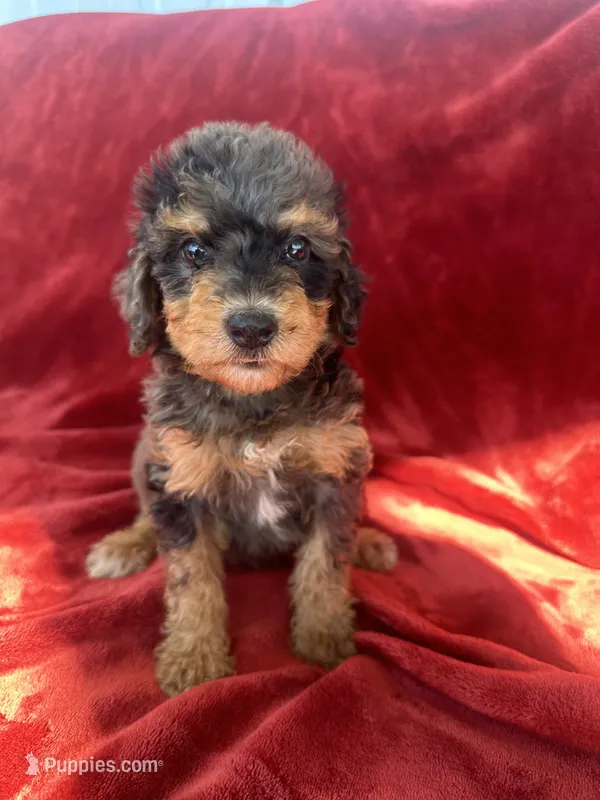 Merle girl phantom – Bernedoodle puppy for sale in Canton, TX