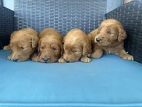 Girl red f1, a female Goldendoodle for sale in Canton, TX – 4 of 4