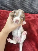 Dapple, a female Miniature Dachshund for sale in Canton, TX – 4 of 5