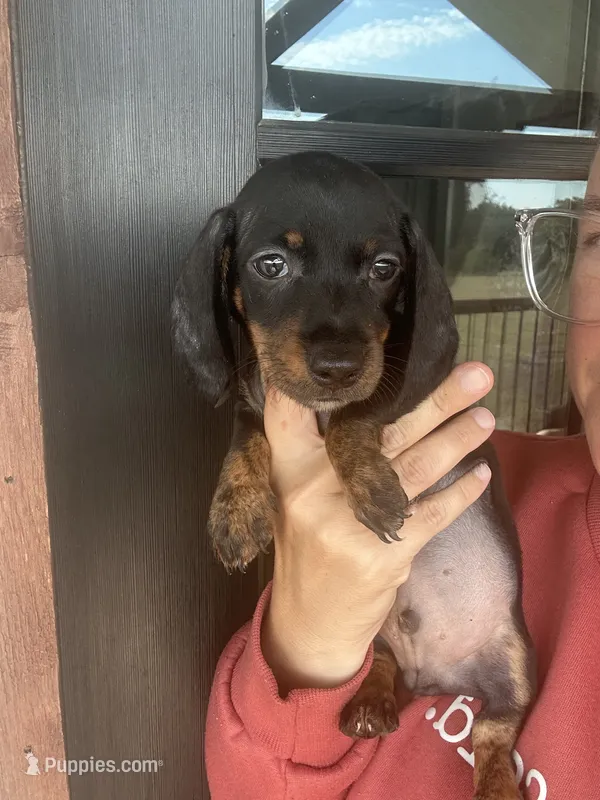 Black/tan – Miniature Dachshund puppy for sale in Canton, TX