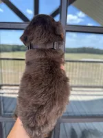 Merle medium F1b - black collar , a male Bernedoodle for sale in Canton, TX – 4 of 4