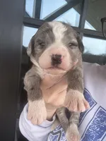 Merle, a male Bernedoodle and Miniature Bernedoodle for sale in Canton, TX – Photo 3 of 3