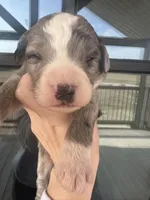 Merle, a male Bernedoodle and Miniature Bernedoodle for sale in Canton, TX – Photo 2 of 3