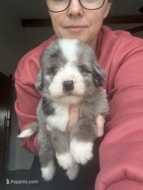 Merle – Bernedoodle, Miniature Bernedoodle puppy for sale in Canton, TX