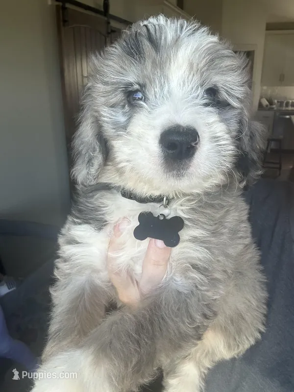 Merle – Bernedoodle, Miniature Bernedoodle puppy for sale in Canton, TX