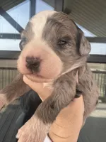 Merle, a male Bernedoodle and Miniature Bernedoodle for sale in Canton, TX – Photo 1 of 3