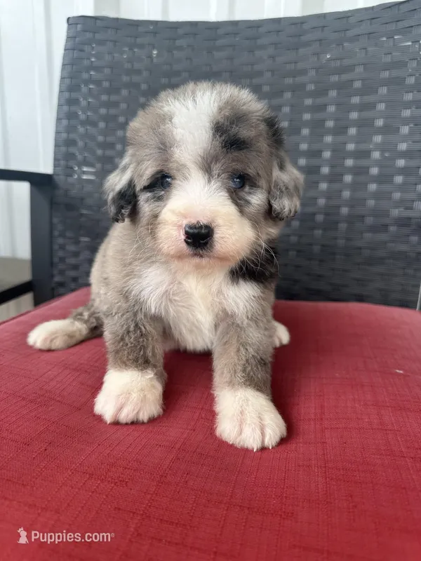Merle – Bernedoodle, Miniature Bernedoodle puppy for sale in Canton, TX