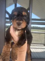 Teal - medium f1b, a female Bernedoodle for sale in Canton, TX – 4 of 4