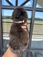 Merle F1b medium , a male Bernedoodle for sale in Canton, TX – 3 of 5