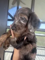 Phantom merle , a male Goldendoodle for sale in Canton, TX – 3 of 4