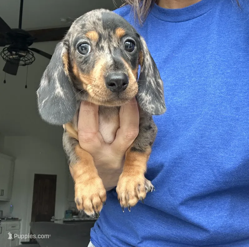 Dapple smooth – Miniature Dachshund puppy on hold in Canton, TX