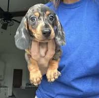 Dapple smooth, a female Miniature Dachshund for sale in Canton, TX – 1 of 3