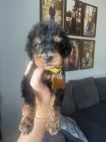 Little yellow collar , a male Bernedoodle for sale in Canton, TX – 3 of 4