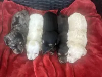 Darker cream AKC LH, a female Miniature Dachshund for sale in Canton, TX – 2 of 7