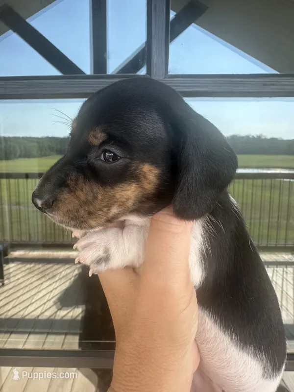 black and tan pied – Miniature Dachshund puppy for sale in Canton, TX