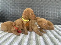 F1b medium (orange collar), a male Goldendoodle for sale in Canton, TX – 4 of 4